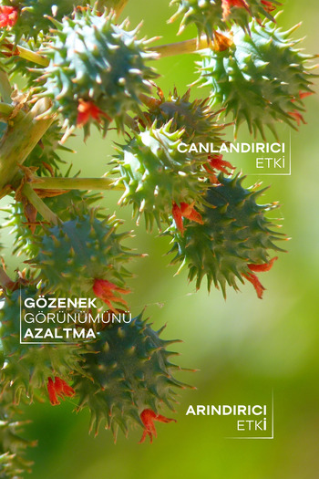 TTO Castor oil