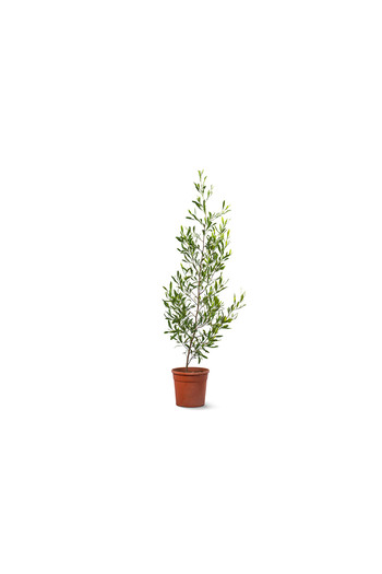 sultan garden center Dodonea viscosa - Varnish Leaf