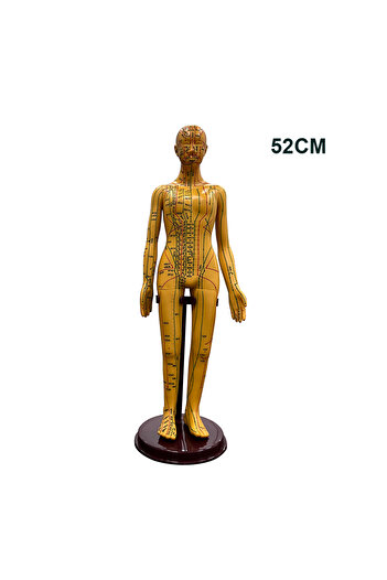 Choice Female 52CM Adult Human Body Acupuncture Model Chinese Medicine Man/Woman Meridians Models Teaching