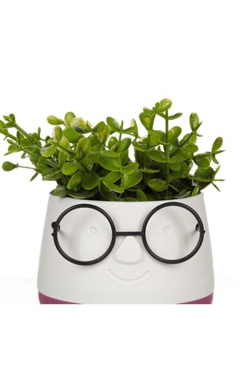 OEM Pot with green plant and ornamental glasses