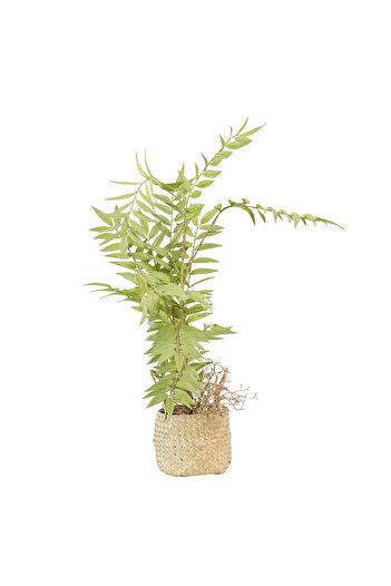 Zahr Small Artificial Fern Tree - Size S