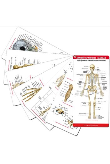 Güneş Tıp Kitabevleri Netter İnsan Anatomisi Atlası + Anatomi Cep Kartları Seti