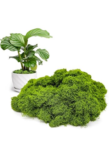 Generic Fake Green Moss for Potted Plants Indoor, 100g Artificial Moss for Crafts, Faux Moss Decor for DIY