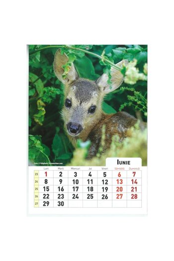 CRISIS Baby animal calendar, year 2026, A4 format, 8 sheets - Alias ​​Publishing