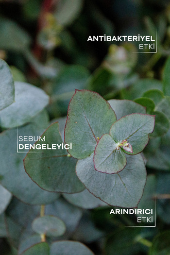 TTO Eucalyptus Oil