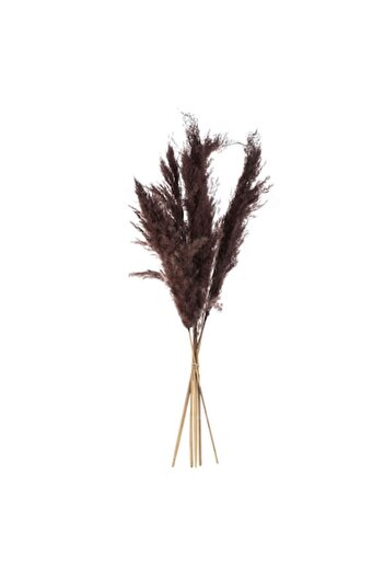 SHOPIENS Pene decorative de pampa, model 85cm, maro, set de 5