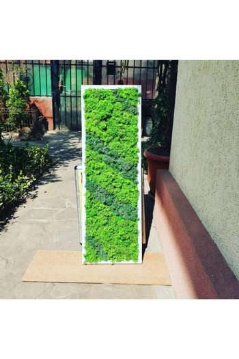 Narium Lichen Art Frame 100×30 cm