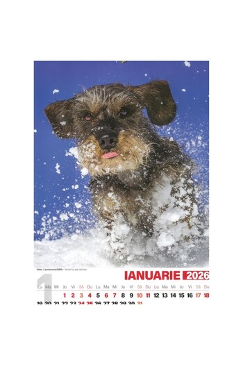 O-PRESS Dog calendar A3 2026