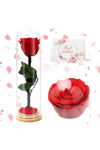ALL PAPICKS Cryogenic Rose in Glass Dome, Red, , Lasts up to 25 years, Luxury Gift