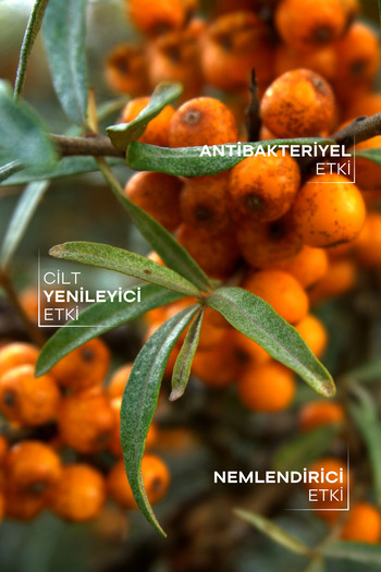 TTO Sea Buckthorn Oil, 10 ml