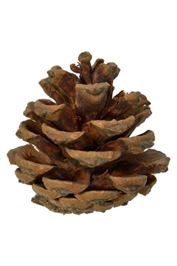 SHOPIENS Set Decorative Cones, 5 cm, Wood, 20 Pieces, Red and Brown