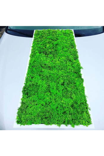 Narium Stabilized Moss Frame 70×30 cm