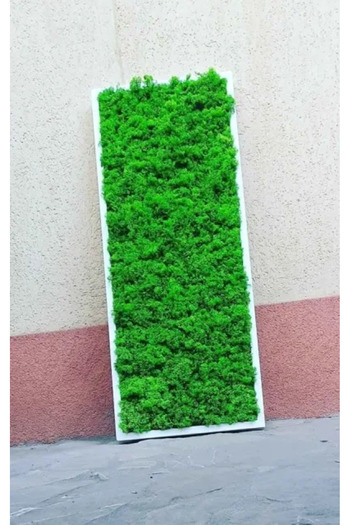 Narium Lichen Frame 100×30 cm