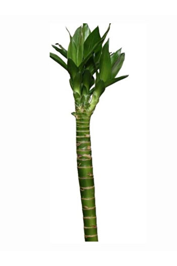 NO BRAND Lucky bamboo, a single, real lotus bamboo plant - 55 cm long