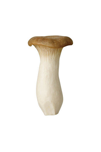 Choice Q Japanese Kitan Club Gashapon Toy NTC Illustrated Fungus Mushroom Simulation Food Miniature Model .