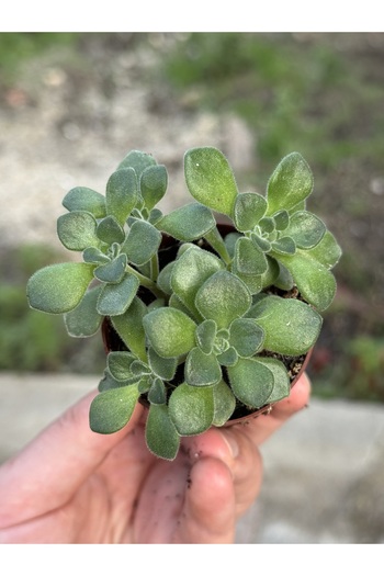 SukuLand Aeonium Lindleyi Aşk Ağacı Koleksiyonluk Özel Tür Sukulent 5.5cm Saksıda