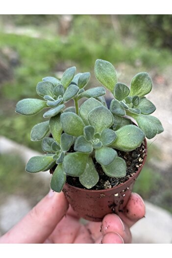 SukuLand Aeonium Lindleyi Aşk Ağacı Koleksiyonluk Özel Tür Sukulent 5.5cm Saksıda