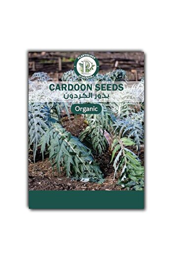 Generic Cardoon Seeds for Planting – Heirloom Vegetable Seeds for Home Garden & Gourmet Cooking