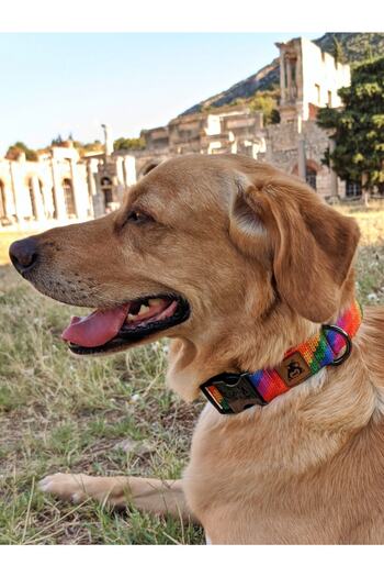 UTDpet Rainbow Midlite - Dog Collar