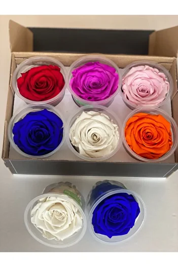 Rose Amor Shocked 6-Piece Mixed Xl Unfading Rose