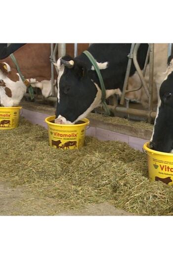 Royal Vitamolix Ruminant Yalama Kovası 3 Kg (8-ADET)