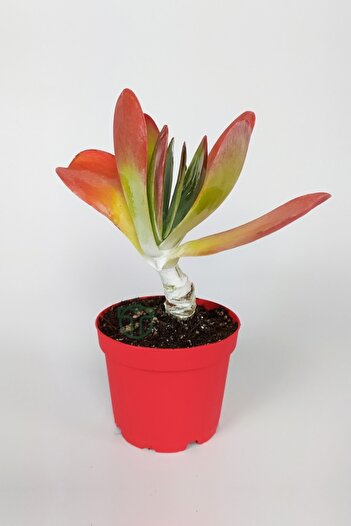 Toptan Kaktüs Kalanchoe Thyrsiflora - Çöl Lahanası - Ciğer Sukulent - Kırmızı Yapraklı - 8.5 cm Kırmızı Saksıda