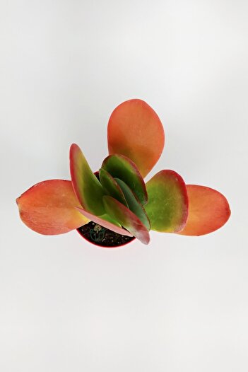 Toptan Kaktüs Kalanchoe Thyrsiflora - Çöl Lahanası - Ciğer Sukulent - Kırmızı Yapraklı - 8.5 cm Kırmızı Saksıda