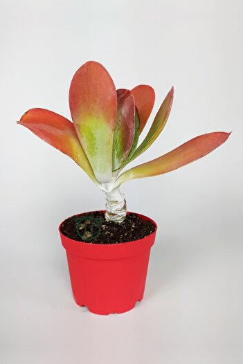 Toptan Kaktüs Kalanchoe Thyrsiflora - Çöl Lahanası - Ciğer Sukulent - Kırmızı Yapraklı - 8.5 cm Kırmızı Saksıda