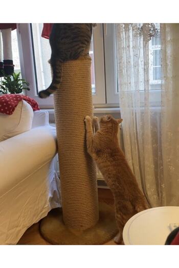 Cathause Cat House Cat Scratcher T8 Giant Brown 104 Cm