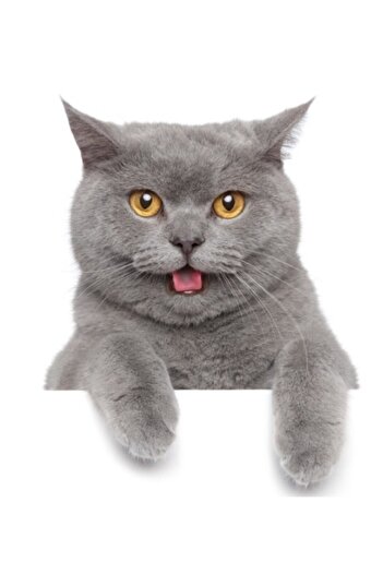 TSC Autocolant pentru mașină British Shorthair Cat Colorat