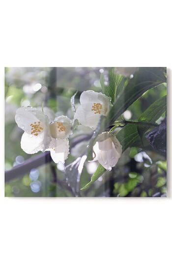 Olinpa Premium Kitchen Glass Stove Back Protector Countertop Built-In Back Protector 50X76Cm |   Flower Narcissus