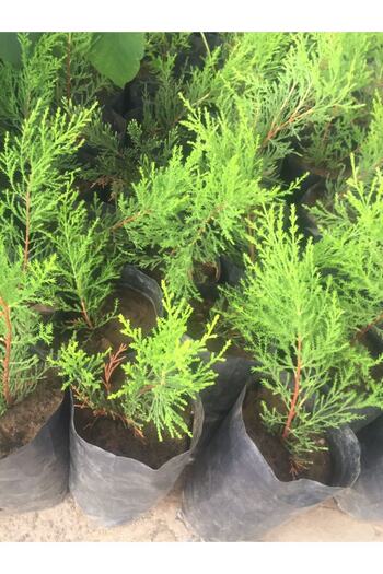 OLİMPOS TARIM 1 Adet Cupressus Macrocarpa Limon Selvi Limon Servi Fidanı 10-15 Cm Tüplü