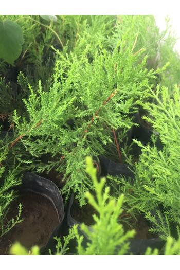 OLİMPOS TARIM 1 Adet Cupressus Macrocarpa Limon Selvi Limon Servi Fidanı 10-15 Cm Tüplü