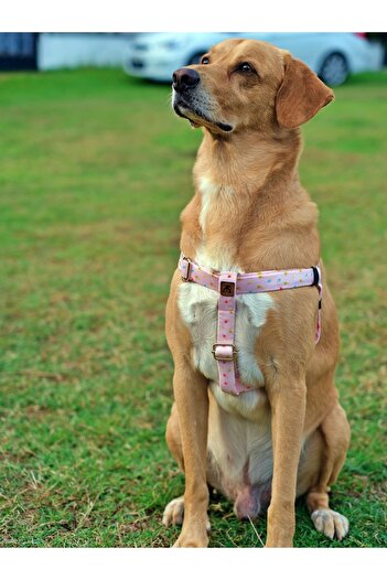 UTDpet Daydream Dog Chest Collar