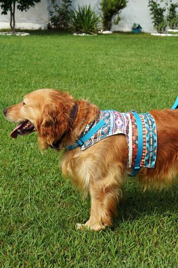 Patipatron Anti-Escape Dog Chest Collar Set Small Breed and Large Breed Dog Walking Collar
