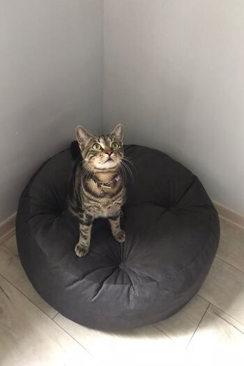 Lavinia Puf Oturma Minder Puf Yeni Model Renk Seçenekleri Mevcuttur.