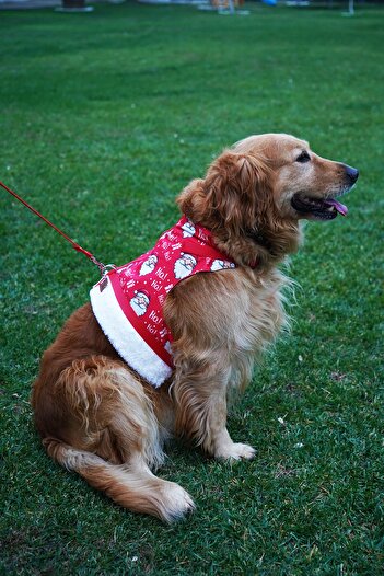 Patipatron Anti-Escape Dog Chest Collar Set Small Breed and Large Breed Dog Walking Collar Pp-x1001