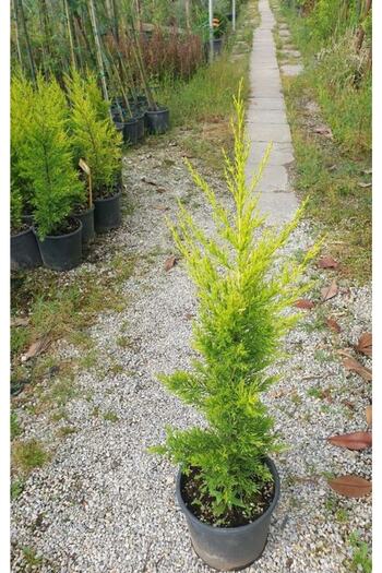 damla su çiçek Limoni Servi (limon Çamı) 90-100 Cm