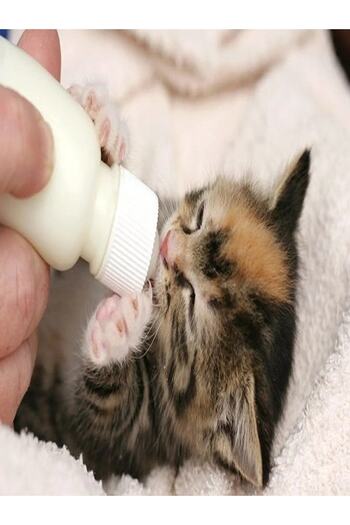 Vi Caro 1 Piece 4 Piece Pet Puppy Cat Dog Feeding Bottle Set and Spare Pacifier - Feeding Bottle and Cleaning Set