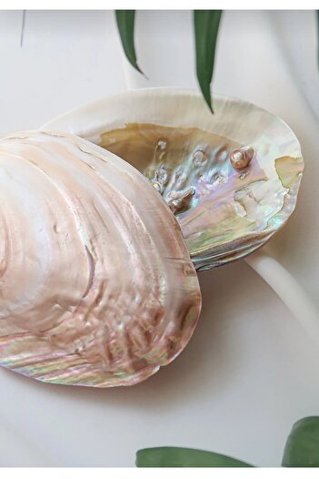 Mıçı Μπολ Oyster με Πέρλες