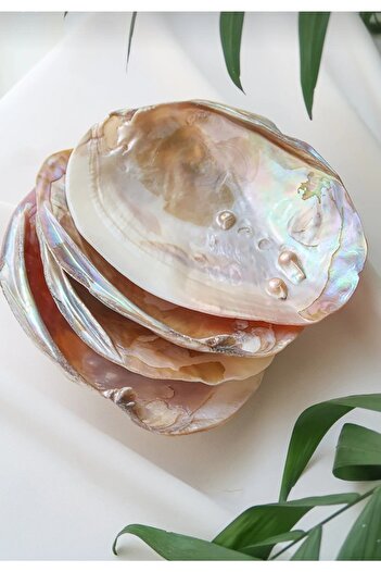 Mıçı Μπολ Oyster με Πέρλες