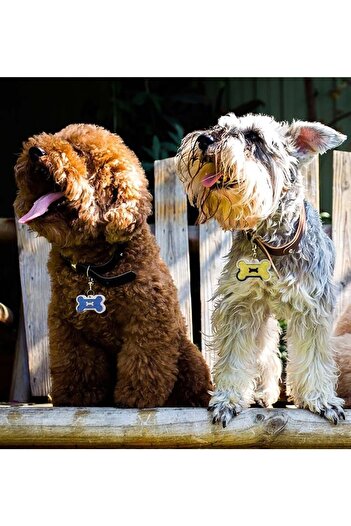 PATİMİO Isme Özel Çelik Kedi Köpek Isimlik Künyesi Sarı Işıltı