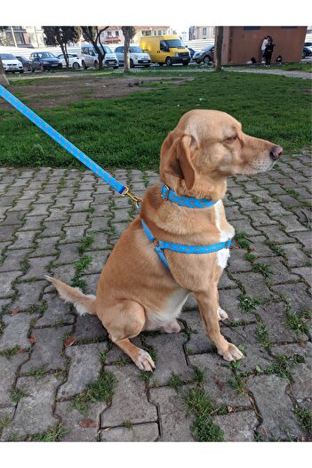 UTDpet Goldie Dog Collar Set