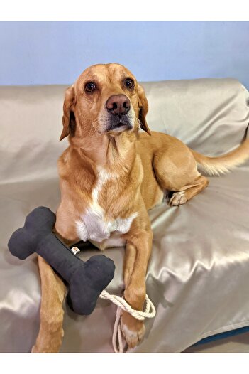 UTDpet Gray Bestie Traction Bone Dog Toy