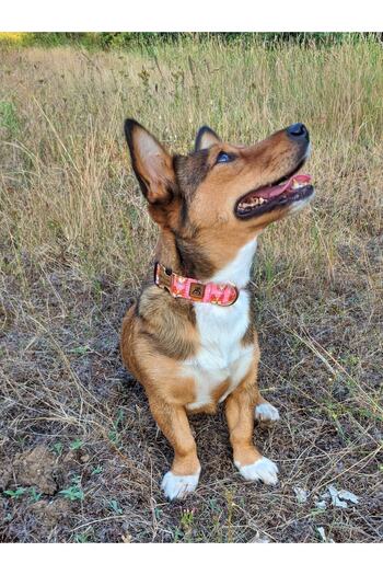 UTDpet Corgi Dog Collar Set - Comfortable and Stylish Design