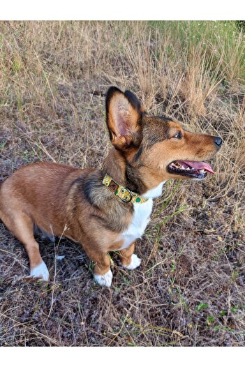 UTDpet Avocado Dog Collar Set