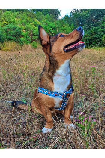 UTDpet Panda Dog Collar Set