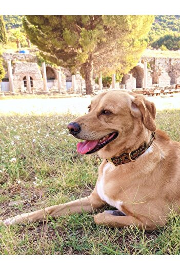 UTDpet Camouflage Dog Collar Set