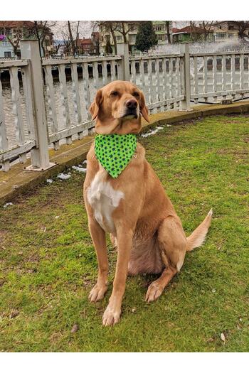 UTDpet Leaves Dog Collar with Scarf