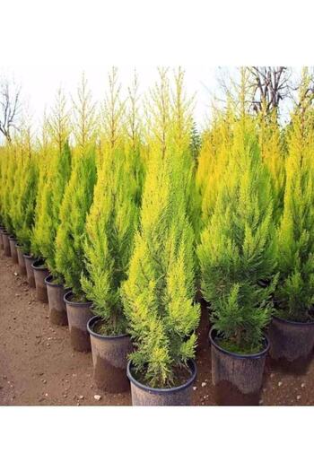 damla su çiçek Yılbaşı Çamı Limoni Servi (LİMON ÇAMI) Fidanı 100 Cm-120 Cm